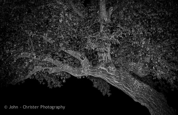 tree-night-bw_mg_5326.jpg