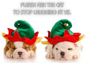 300-153759671-english-bulldog-puppies-elf-hats.jpg