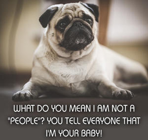 300-462504529-cute-pug-sitting-with-funny-caption.jpg