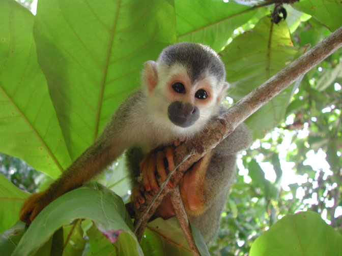 costa-rica-squirrel-monkey.jpg