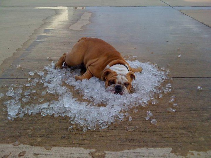 hot-dog-ice.jpg