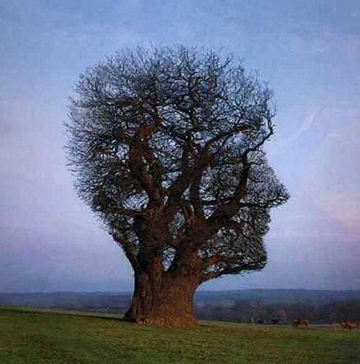 tree_illusion.jpg