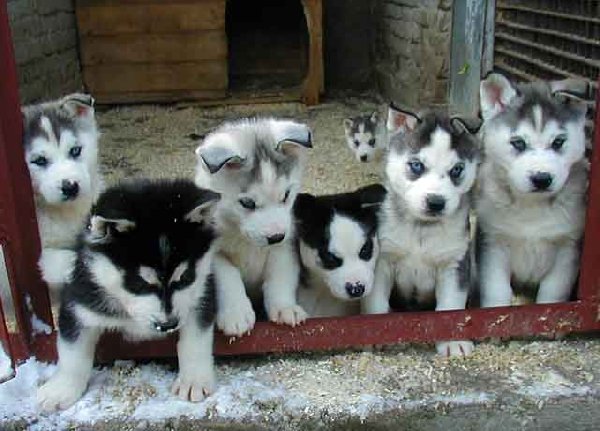 adorable-blue-eyes-siberian-husky-puppies-for-adoption_11.jpg