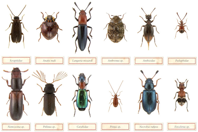 collection_of_bugs.jpg