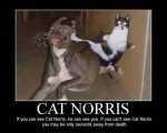 funny cat ninja.jpg
