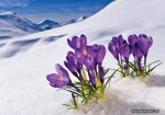 9067l_crocus_flowers_in_the_snow.jpg