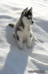 Siberian_Husky_on_Snow_600.jpg