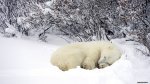 Wallpaper-polar-bear-forest-winter-snow-pictures.jpg