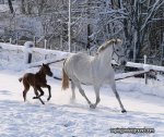 winter-3-day-old-foal.jpg