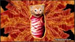 omg-bacon-cat.jpg