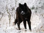 Black Wolf in Snow.jpg