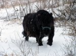 IMG_8971 12 02 13 Miniature horse walking in snow.JPG