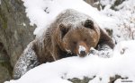 wallpaper-of-a-grizzly-bear-in-the-snow-during-the-winter.jpg
