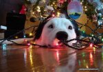 dog-tangled-christmas-tree.jpg