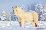 nature winter snow white animals horses 4853x3235 wallpaper_www.wallpaperhi.com_10.jpg