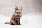 animals-in-winter-5.jpg