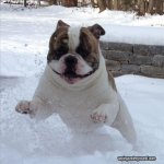 124302-snow-loving-pup-74f08.jpg