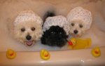 Dog-fashion-spa-3-dogs-in-bath.jpg
