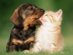 cats-dogs1-gty-mem-171130_4x3_992.jpg