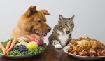 file_21394_column_dog-cat-vegetarian-2.jpg