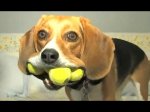 Funny-Videos-Of-Funny-Dogs-And-Puppies-Compilation-2016-BEST-OF.jpg
