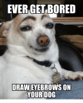 ever-get-bored-draweyebrows-on-your-dog-memes-com-13992866.png