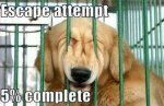 funny-dog-memes-escape-attempt.jpg