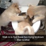 funny-photos-of-funny-dog-snapchats-trying-to-drown-brother-toilet.jpeg