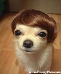 Cute-Funny-Dog-With-Funny-Hairstyle.jpg