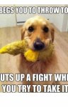thumbs_cute-funny-dog-meme-45.jpg
