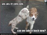 funny-and-cute-dog-pictures-57-cool-wallpaper.jpg
