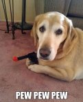 Dog-With-Gun-Funny-Animal-Image.jpg