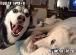 dog-meme-hyper-awake-hyper-asleep.jpg
