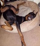 4be87f3b5e82b6cb761ae943fd7d64cd--doberman-funny-doberman-dogs.jpg