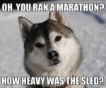Sled-Dog.jpg