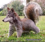 Squirrel dog.png