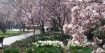 Springtime_in_Washington.jpg
