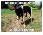 Doberman.jpg