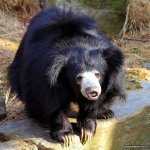 sloth_bear_by_cindy1701d-d5zox4d.jpg