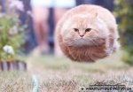 Cat Ball.jpg