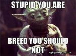 breed-you-should-not-yoda-star-wars.jpg
