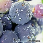 Alexander The Grape.jpg