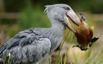 Shoebill_1516076c.jpg