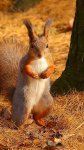 Squirrel-825b1ada-dd9d-4836-b502-c1bd67fd8b92.jpg
