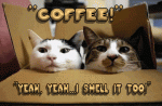 coffeeCats.gif