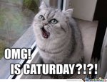 caturday_o_164824.jpg