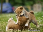 tdy-121010-puppies-01.grid-6x2.jpg