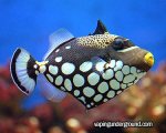 clownTriggerfish3.jpg