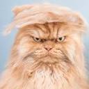 trumpcat.jpg