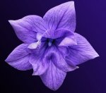 bellflower-purple_cr.jpg